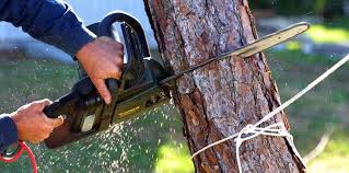 Best Fruit Tree Pruning  in Vincent, CA