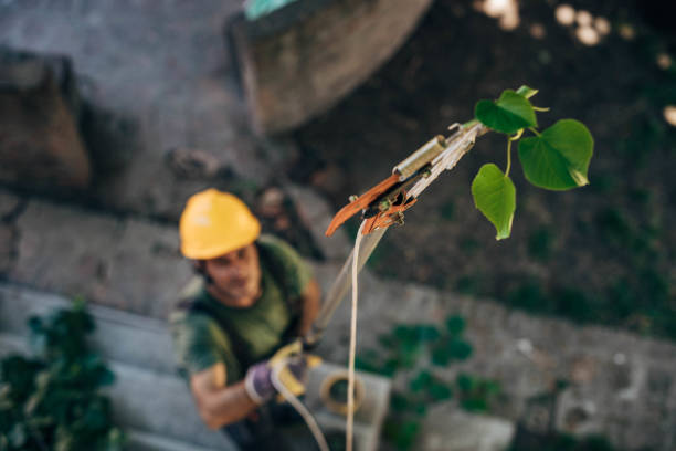 Best Pest Control for Lawns  in Vincent, CA
