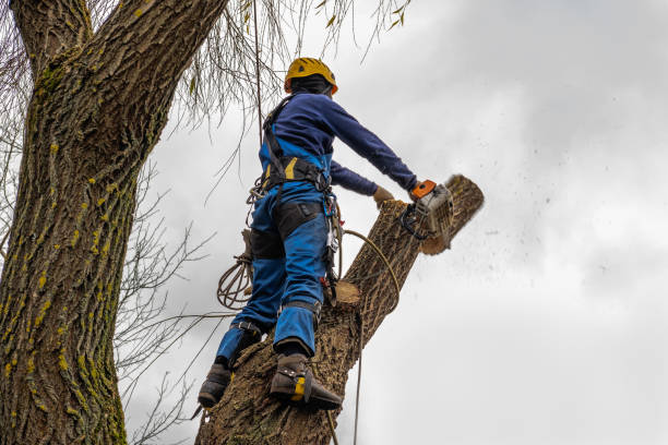 Best Utility Line Clearance  in Vincent, CA
