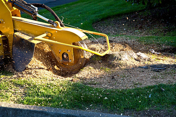 Trusted Vincent, CA Tree Services Experts