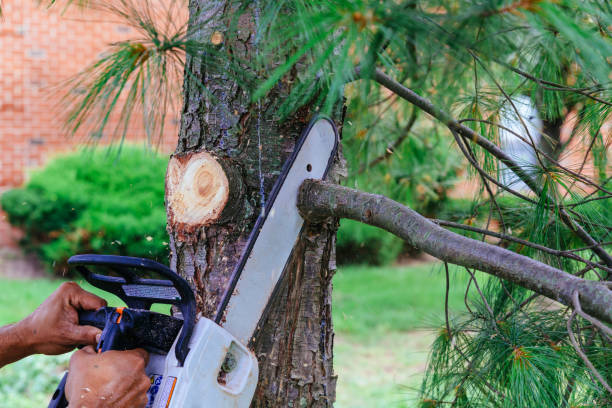 Best Hedge Trimming  in Vincent, CA